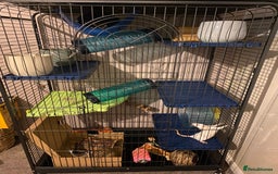 Rat rodents for sale: 2 rats with massive cage and extras - Image 1