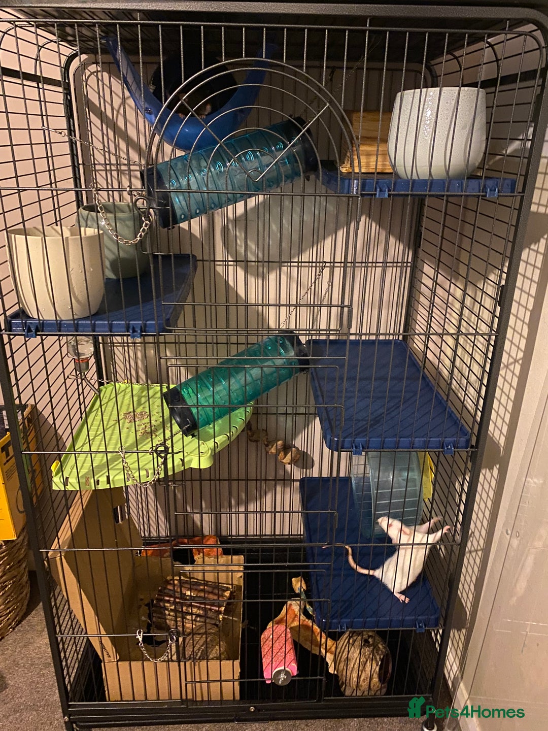 Rat rodents for sale: 2 rats with massive cage and extras - Image 1
