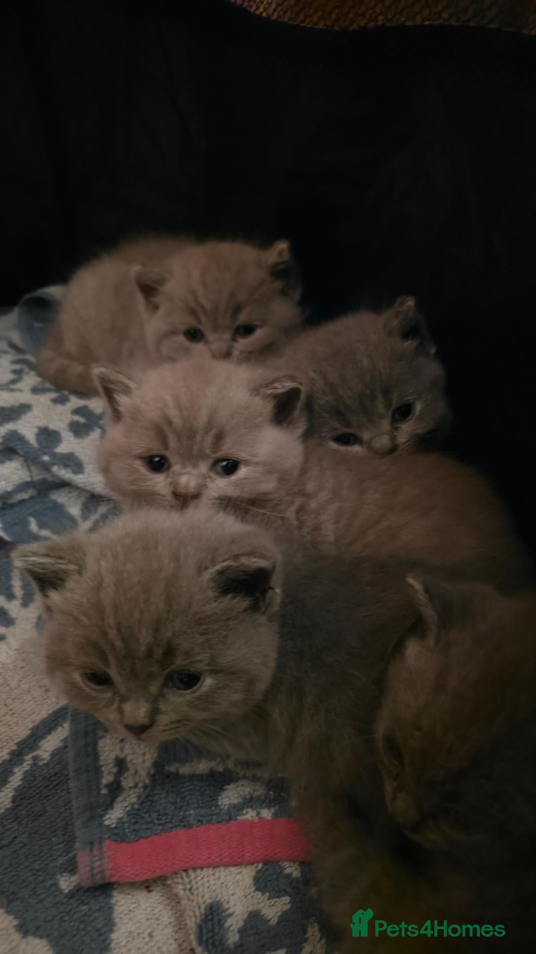 British Shorthair cats British Shorthair Kittens - Lilac & Blue Pedigree - Advert 1