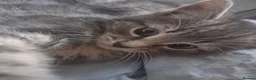 Mixed Breed cats for sale: For Sale Seven Georgeous Kittens - Advert 17