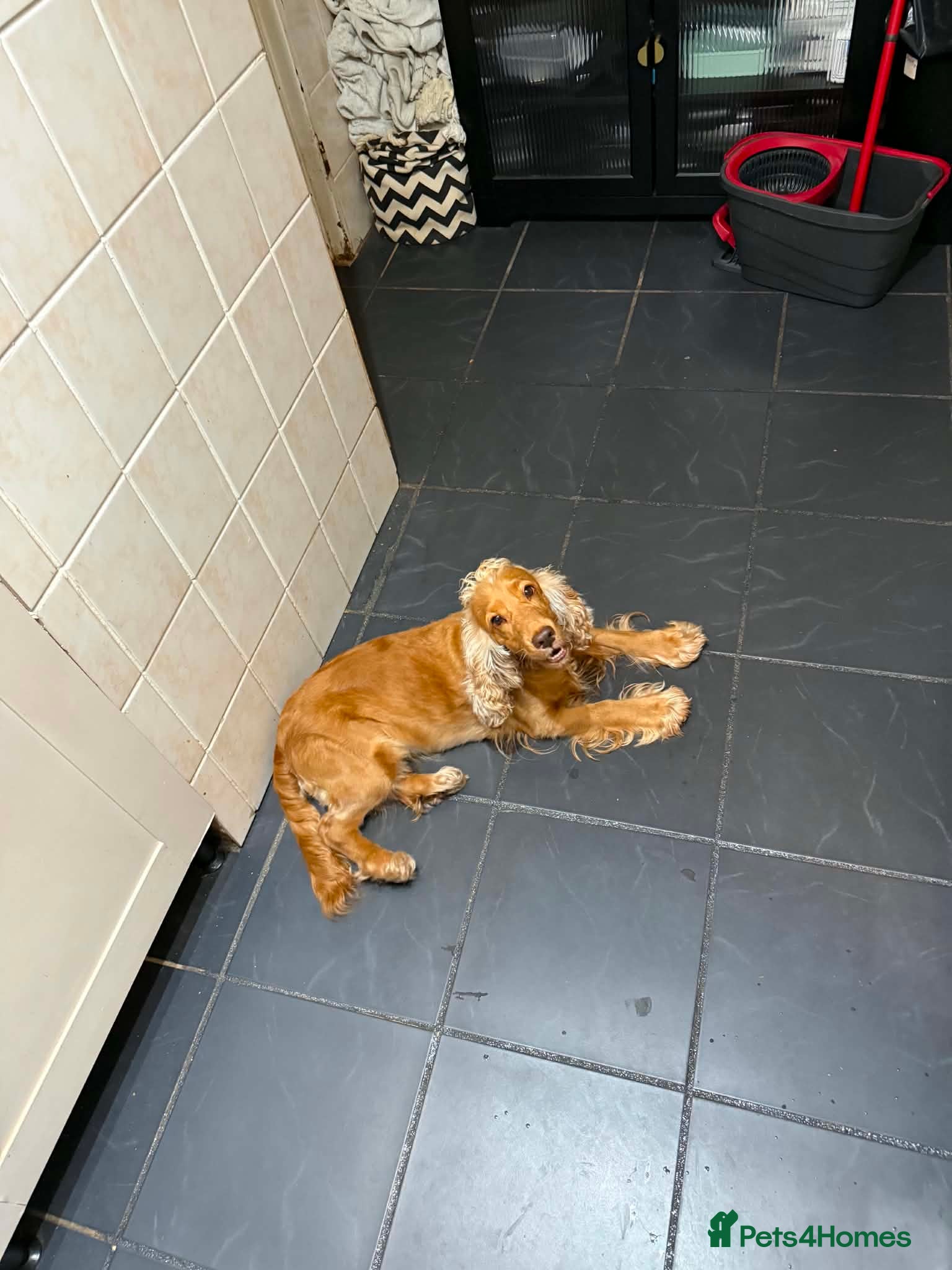 Cocker Spaniel dogs Cocker spaniel  - Advert 1