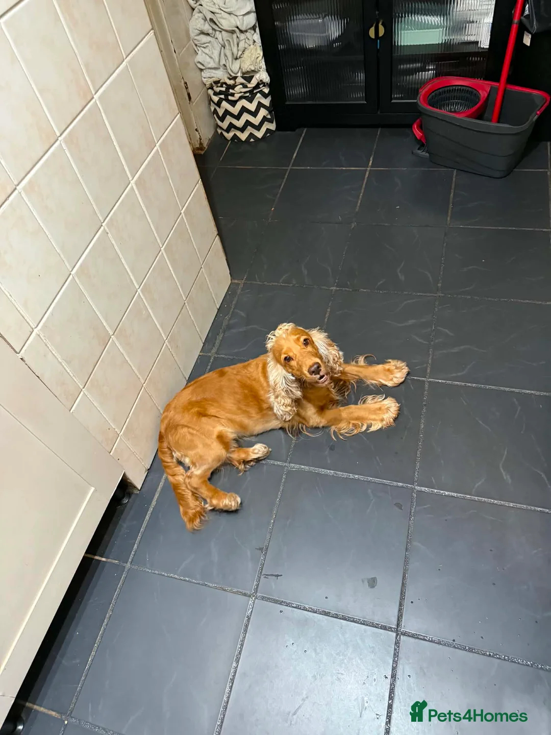 Cocker Spaniel dogs for sale: Cocker spaniel  - Advert 1