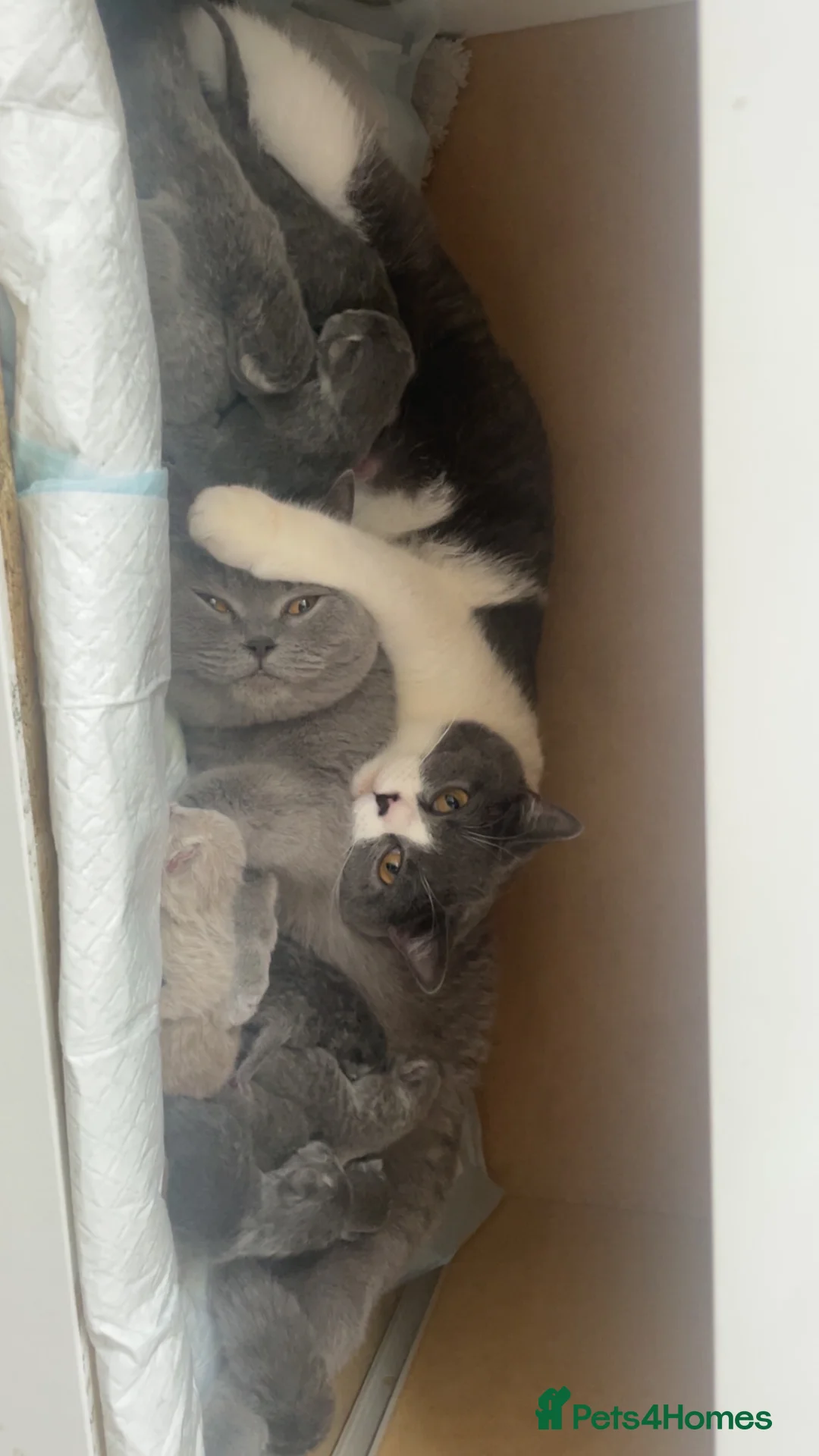 British Shorthair cats for sale: 3 beautiful british short hairs available  - Advert 7