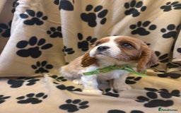 Cavalier King Charles Spaniel dogs for sale: ✨Adorable King Charles Cavalier Puppies✨READY NOW✨ - Advert 7