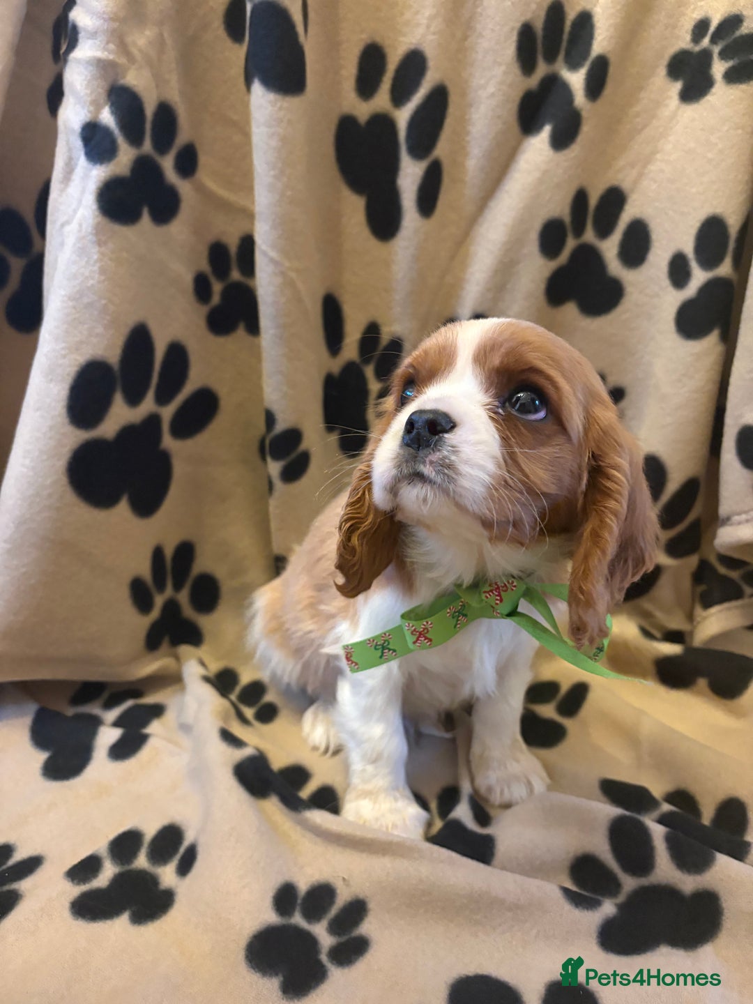 Cavalier King Charles Spaniel dogs for sale: ✨Adorable King Charles Cavalier Puppies✨READY NOW✨ - Advert 7