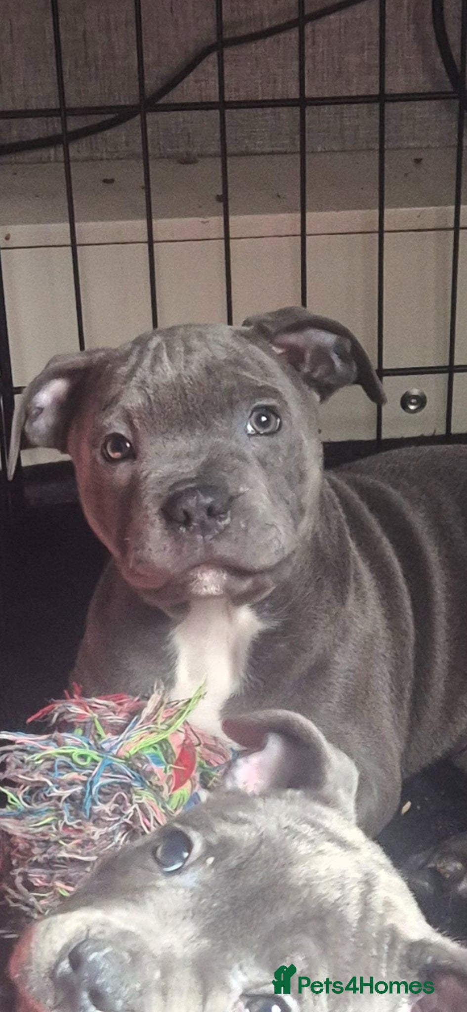 Staffordshire Bull Terrier dogs Staffordshire Bull Terrier Pupps-2 Boys Available  - Advert 2