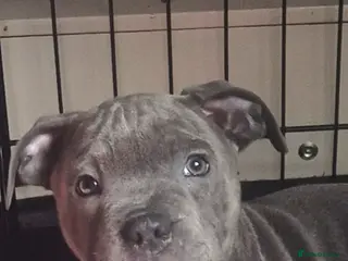Staffordshire Bull Terrier dogs Staffordshire Bull Terrier Pupps-2 Boys Available - Advert 2