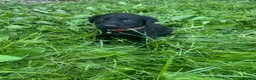 Labrador Retriever dogs for sale: Beautiful Labrador Puppies Ready for Loving Homes - Advert 26
