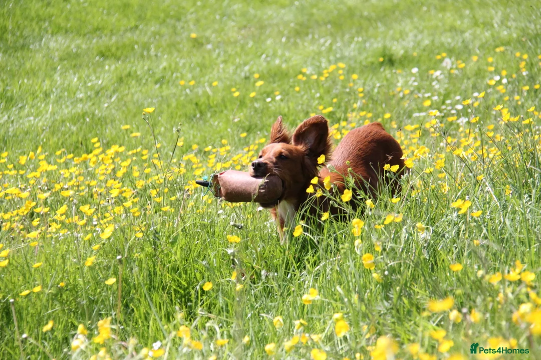 Cocker Spaniel dogs for stud: PROVEN Red Cocker Spaniel at Stud in Durham - Advert 5
