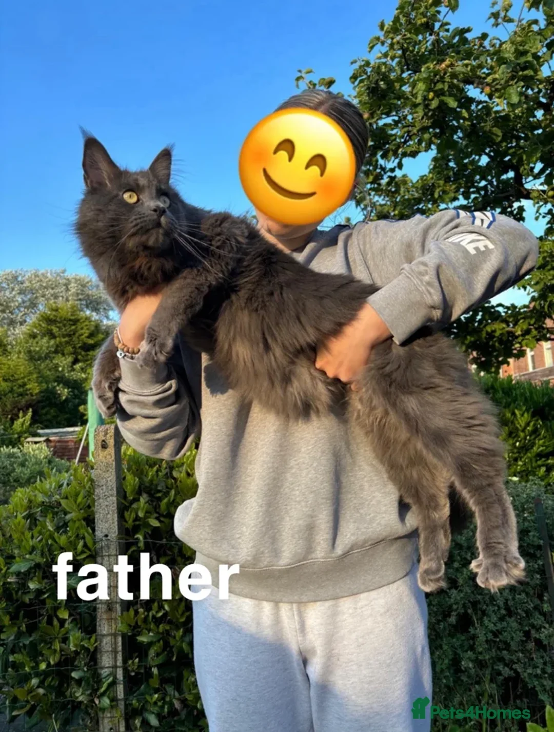 Maine Coon cats for sale: 💕GCCF Stunning Gorgeous Female For sale💕 - Advert 6