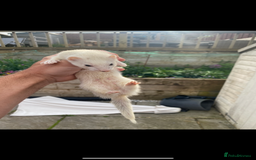 Ferret rodents for sale: Mirco kitts  in Redditch - Image 7