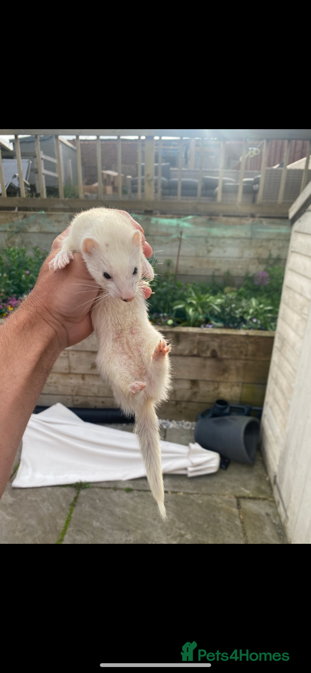 Ferret rodents for sale: Mirco kitts  in Redditch - Image 7