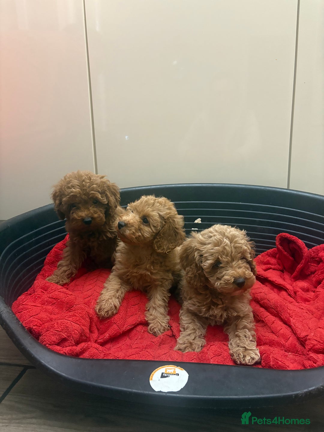 Miniature Poodle dogs for sale: Miniature poodle puppies  - Advert 4