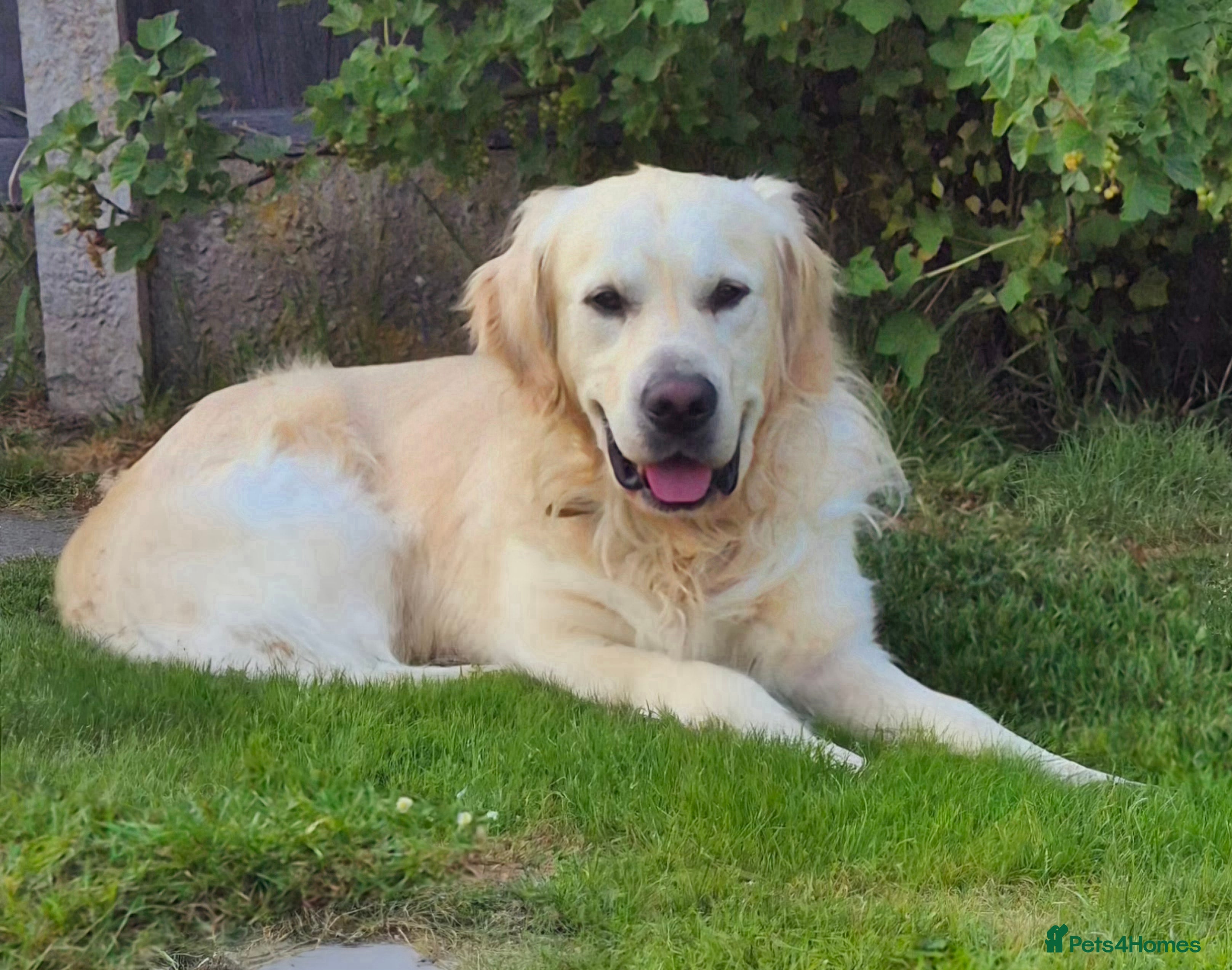 Golden Retriever dogs Available for stud in Northwich - Advert 10