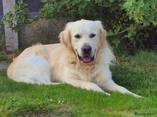 Golden Retriever dogs in Northwich - Advert 9