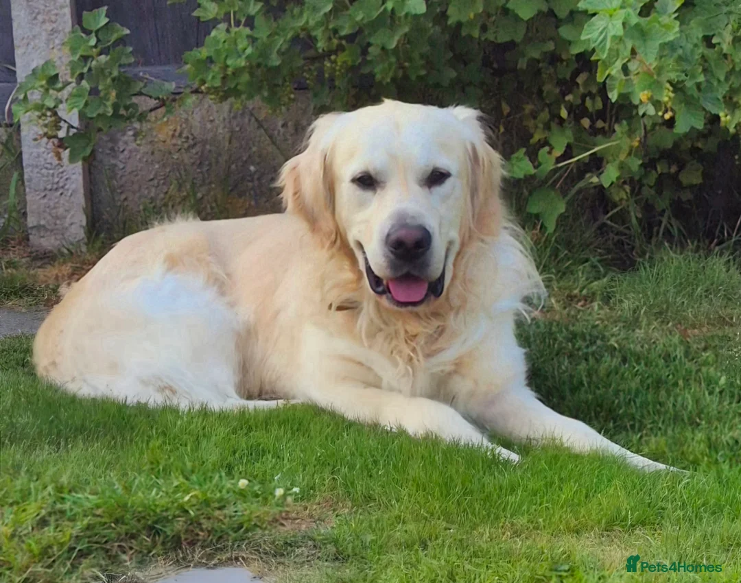 Golden Retriever dogs for stud: Available for stud - Advert 1