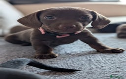 Dachshund dogs for sale: Two girls for sale - Image 5
