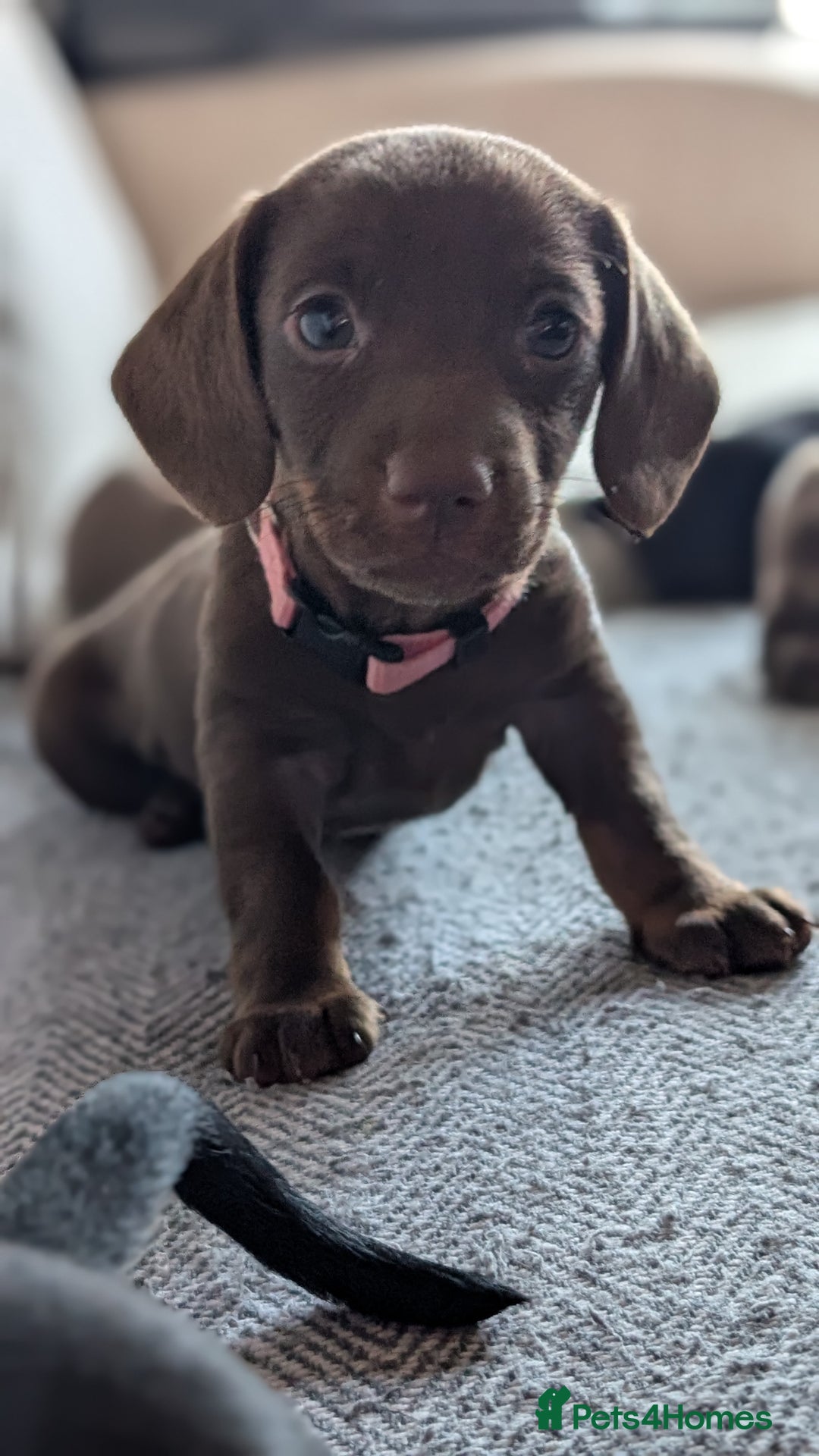 Dachshund dogs for sale: Two girls for sale - Image 5