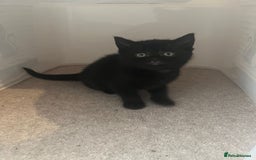 Mixed Breed cats for sale: British shorthair X British shorthair x Tabby - Image 28