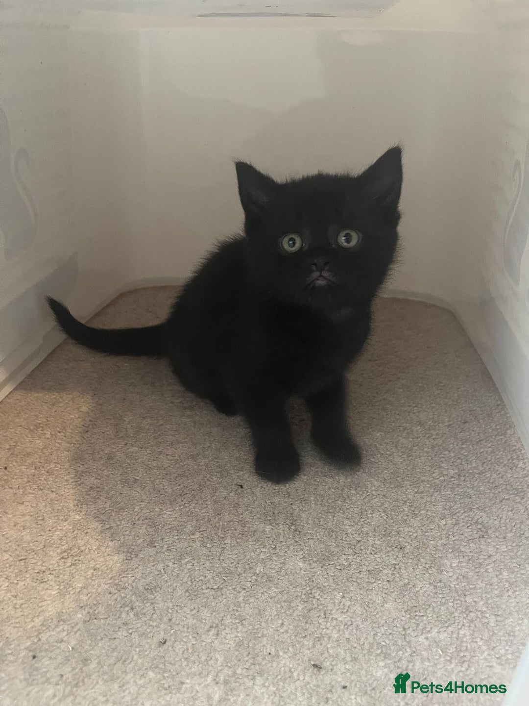Mixed Breed cats for sale: British shorthair X British shorthair x Tabby - Image 28