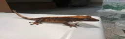 Gecko reptiles for sale: Various Crested geckos  - Advert 3
