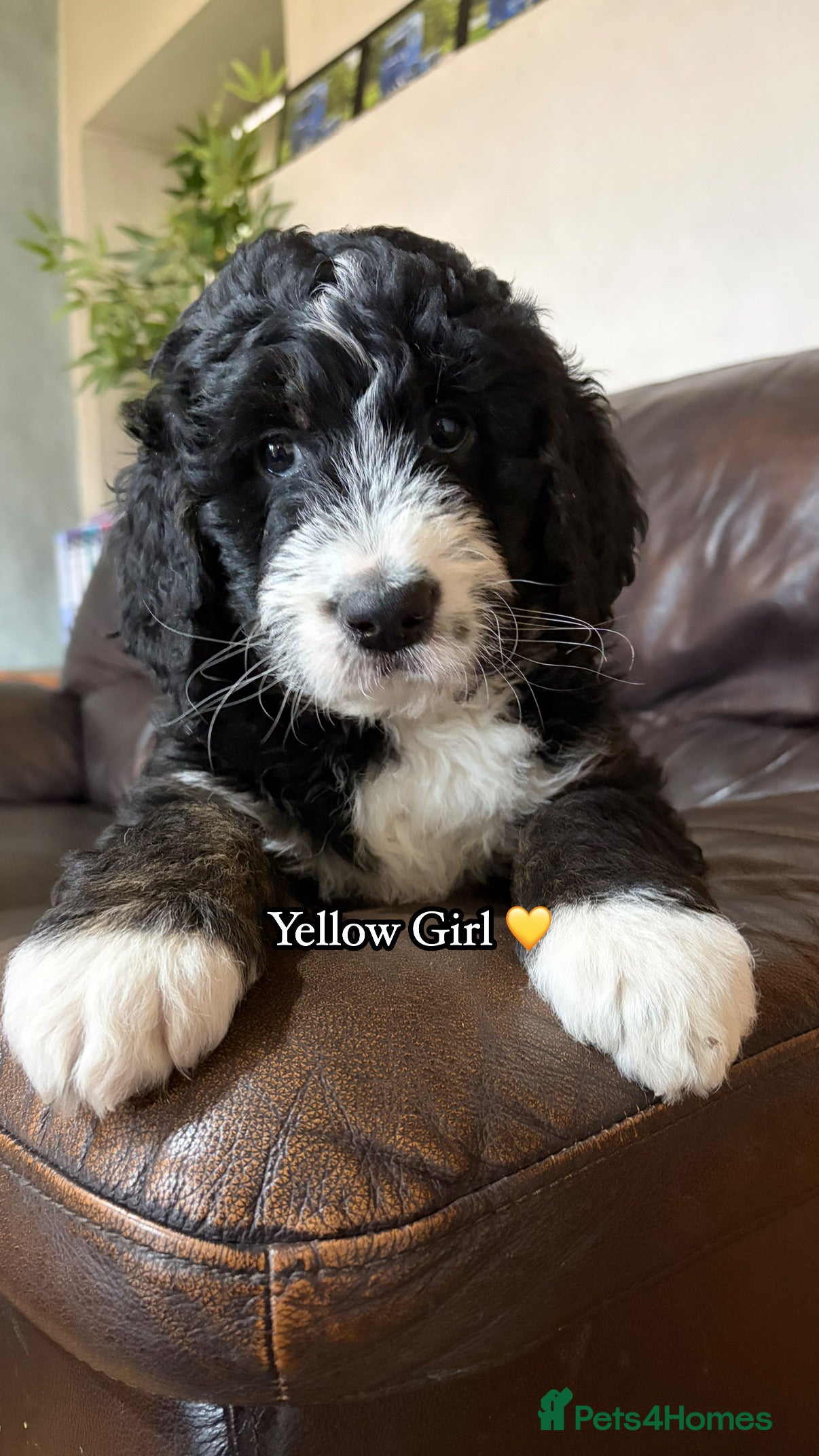 Bernedoodle dogs 💙 Chunky Bernedoodles with TRI🩷 - Advert 16