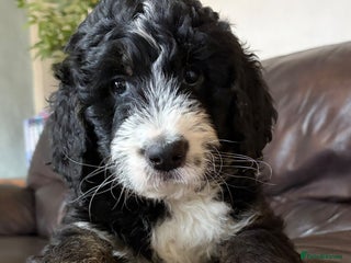 Bernedoodle dogs 💙 Chunky Bernedoodles with TRI🩷 - Advert 16