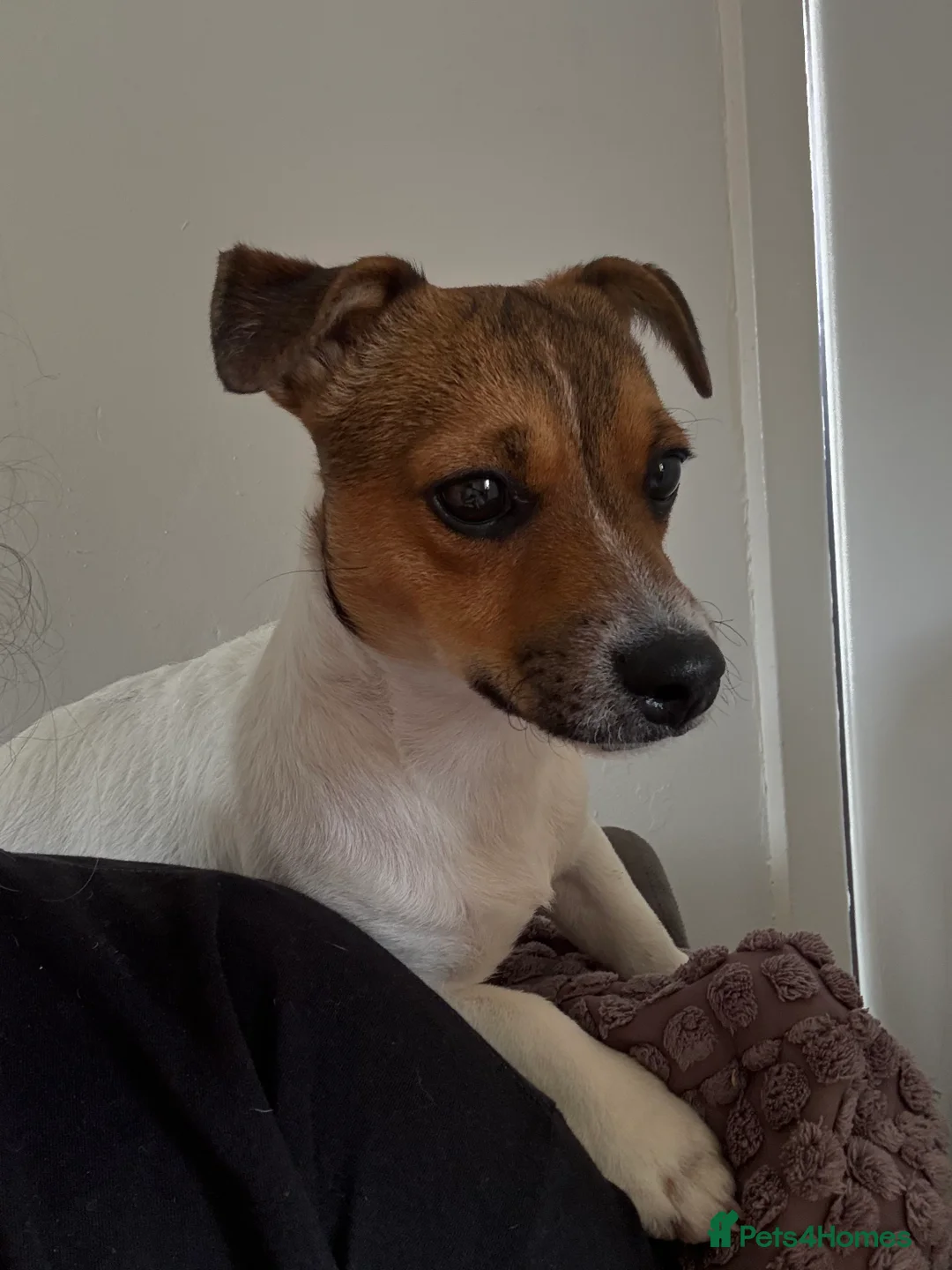 Jack Russell dogs for stud: Jack Russell stud  - Advert 7