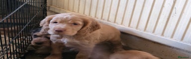 Cocker Spaniel Puppy 4