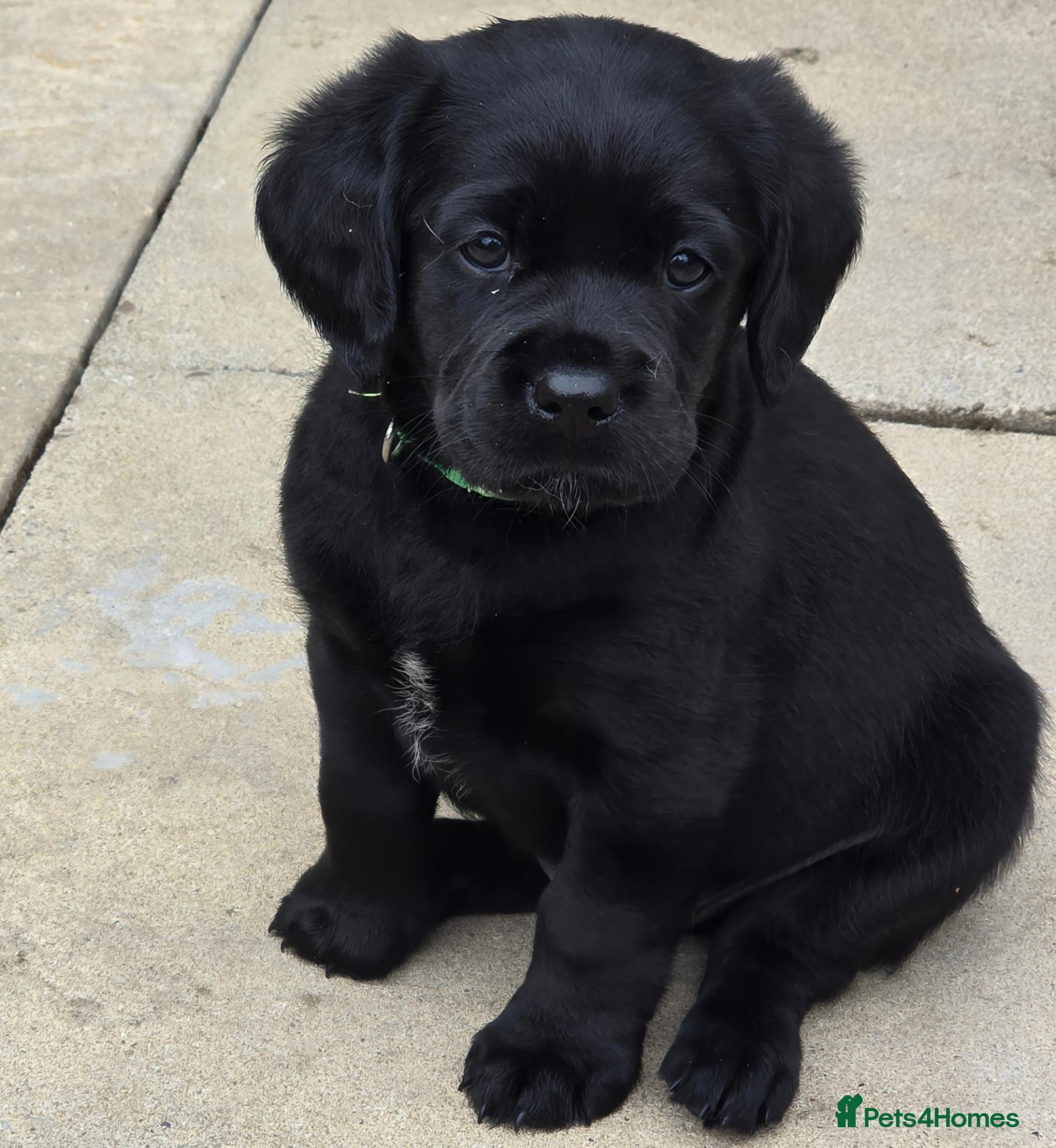 Mixed Breed dogs for sale: Cavador! Rare Ready 2 leave. 1 beautiful boy left. - Advert 21