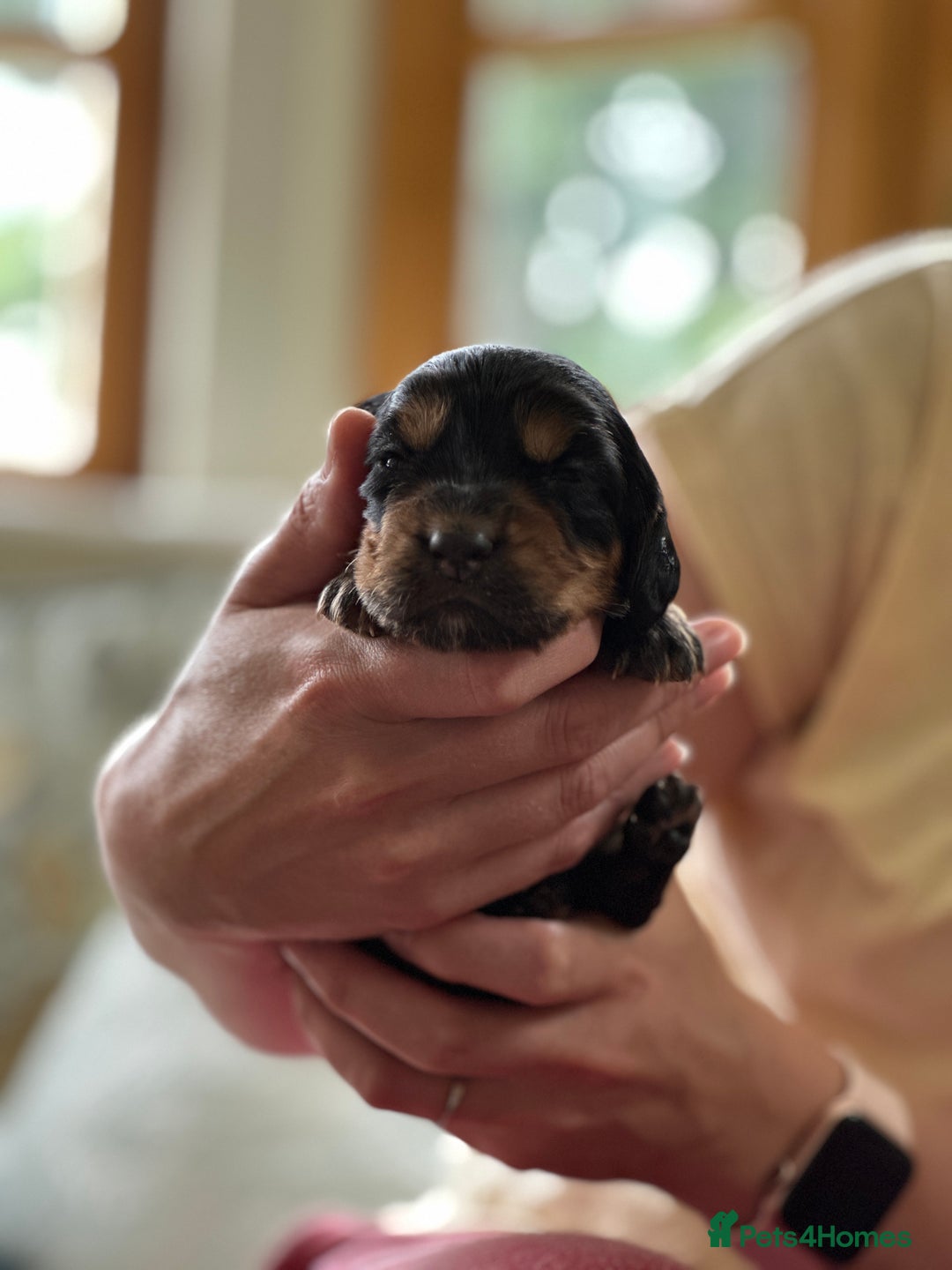 Cocker Spaniel dogs for sale: Upcoming Litter: KC Working Cocker Puppies - Image 25