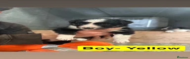 Border Collie 4