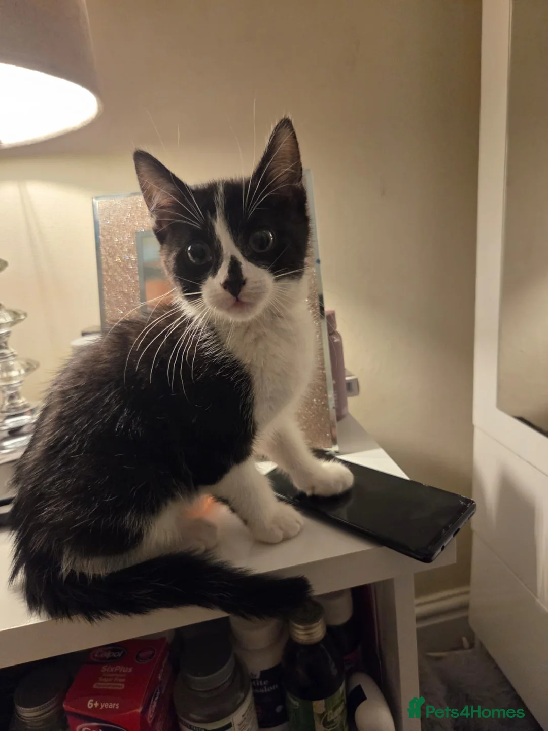 Mixed Breed cats for sale: Beautiful kittens in Liverpool - Advert 2