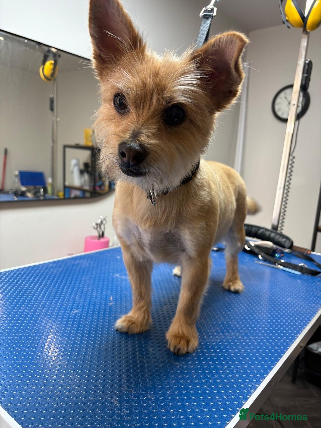 Chorkie dogs for sale: Reggie - Image 2