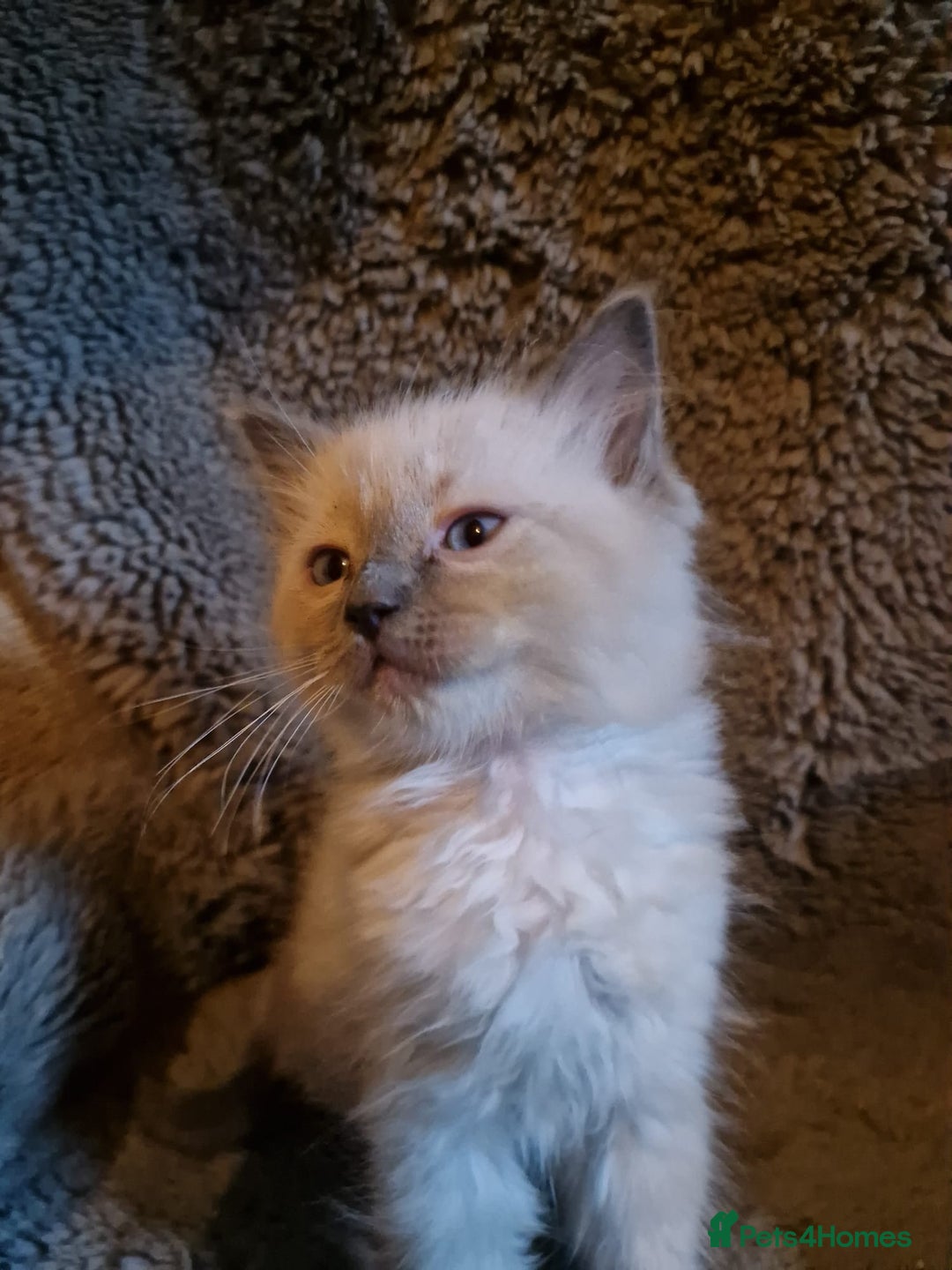 Ragdoll cats for sale: Cute playful ragdoll kittens 😸  - Advert 7