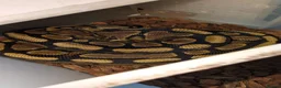 Python Snake reptiles for sale: Various Royal pythons & hatchling rack available  - Advert 9