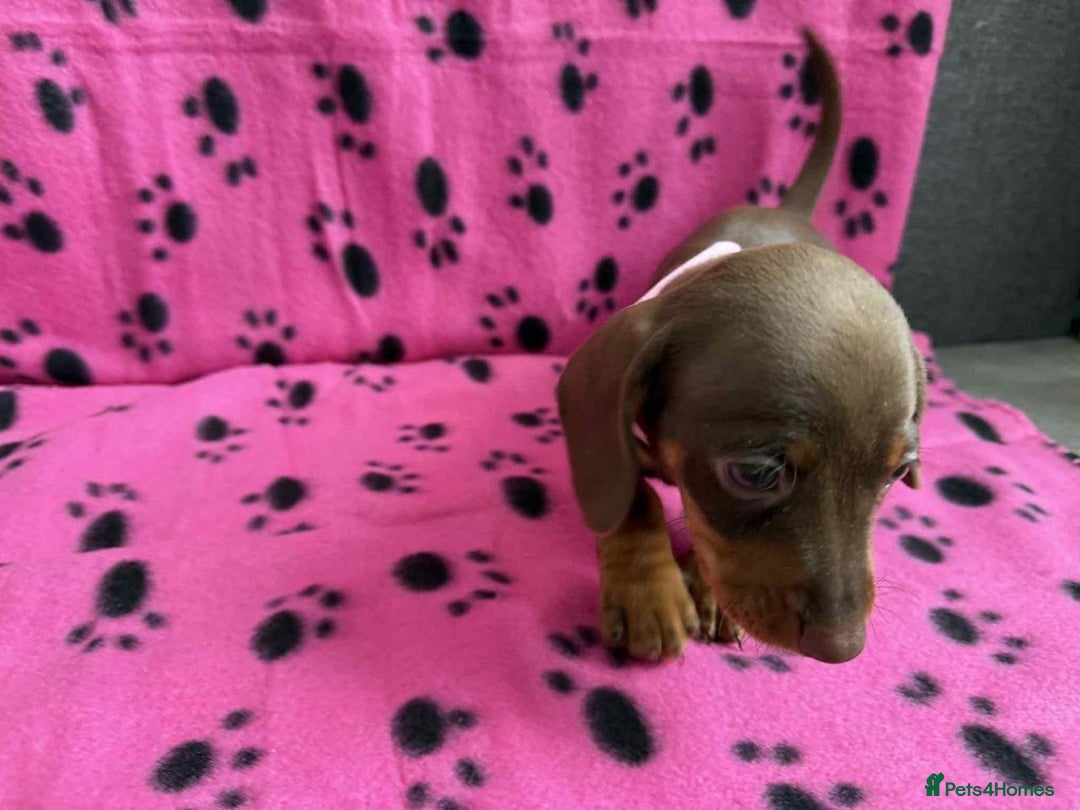 Miniature Dachshund dogs for sale: ADORABLE MINIATURE DACHSHUND PUPPIES  - Image 3