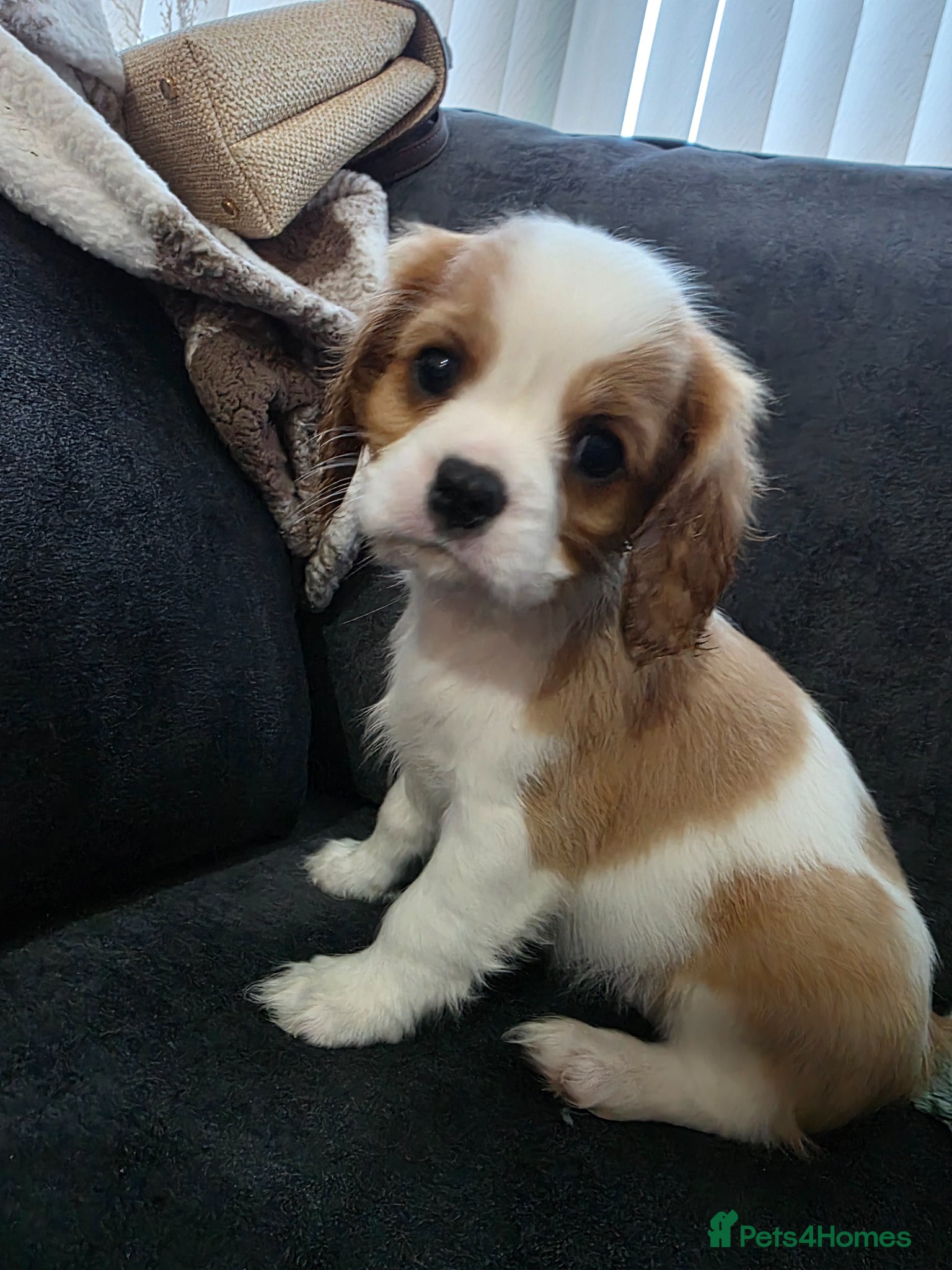 Cavalier King Charles Spaniel dogs **Ready in 2 weeks** King Charles cavalier  - Advert 15