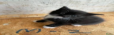 Mixed Breed 2
