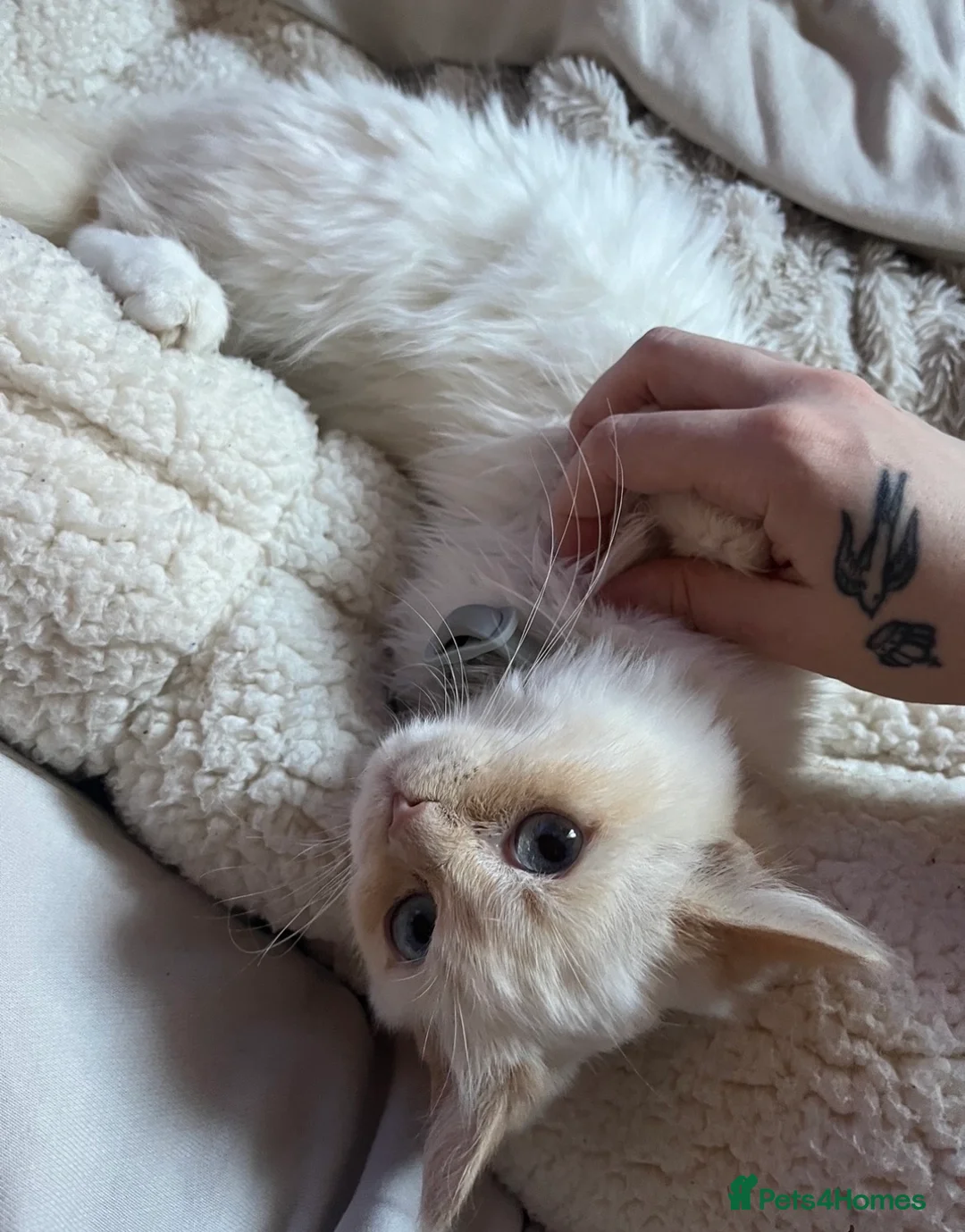 Ragdoll cats for sale: One male ragdoll for sale flame point  in Hereford - Advert 2