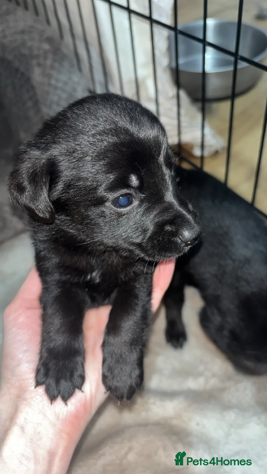 Mixed Breed dogs for sale: 9 gorgeous german shepherd cross cockapoo puppies  - Advert 7