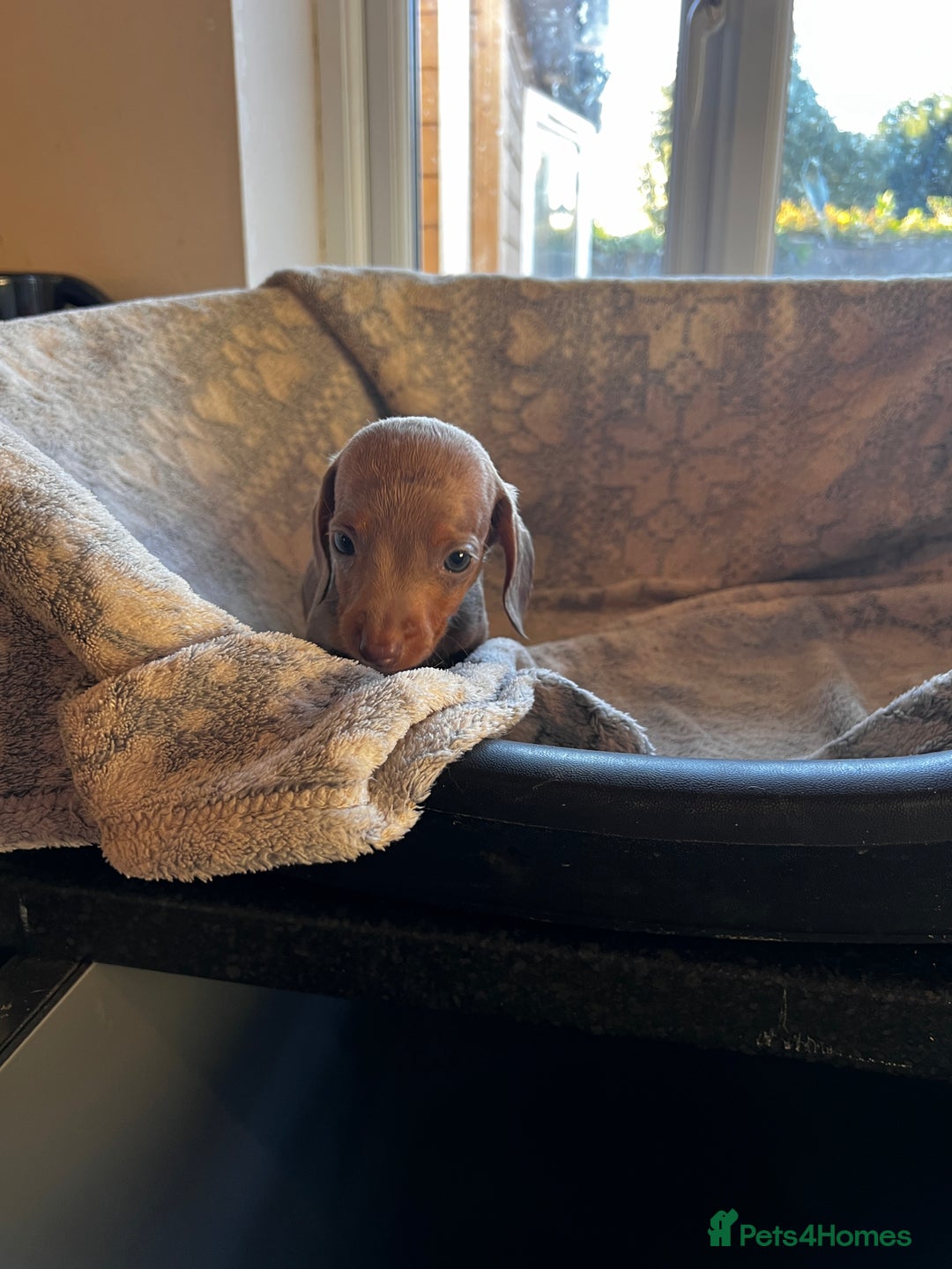 Miniature Dachshund dogs for sale: Miniature dachshund  - Image 10