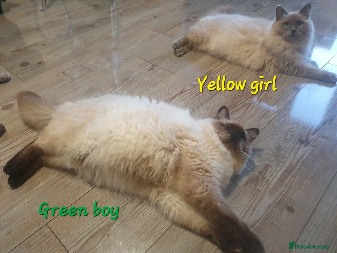 Ragdoll cats for sale: Sweet&Playful ragdolls - Advert 9