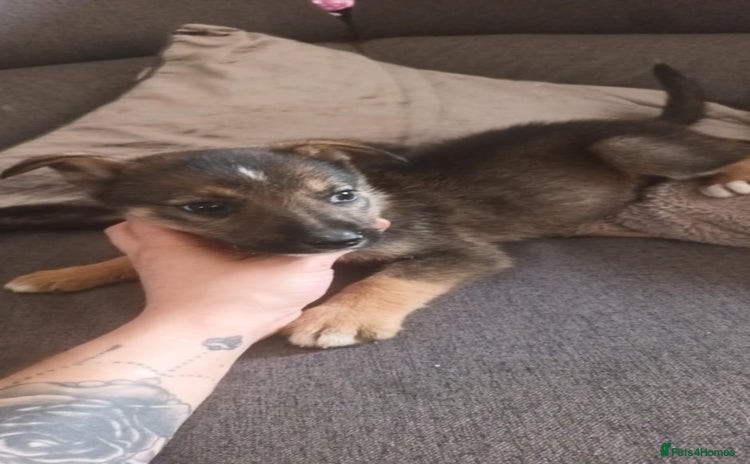 Mixed Breed dogs for sale - Advert 2