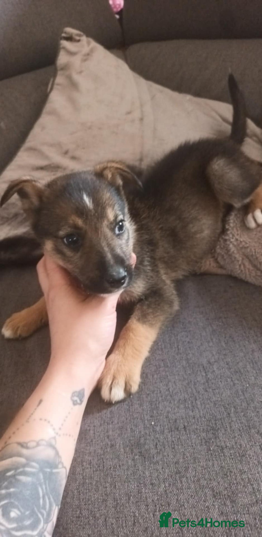 Mixed Breed dogs for sale: Gorgeous German shepherd x puppies  - Image 1