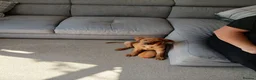 Labrador Retriever dogs for sale: Deep red fox labrador girl 4 months old  - Advert 2