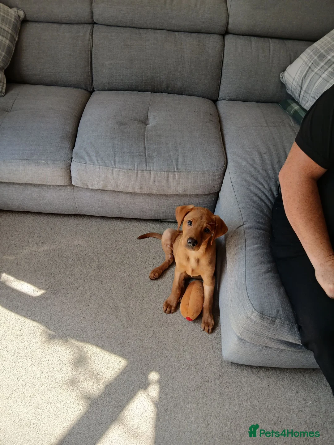 Labrador Retriever dogs for sale: Deep red fox labrador girl 4 months old  - Advert 2