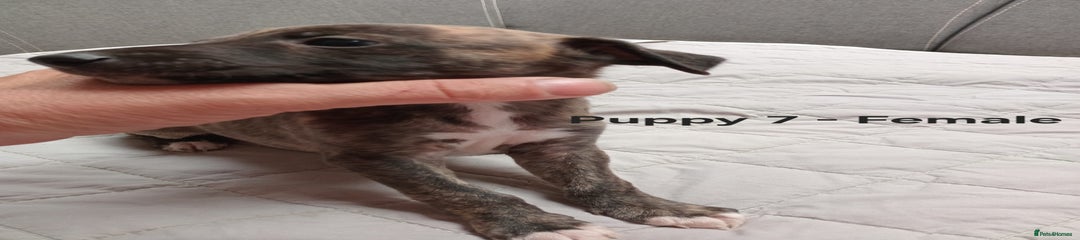 Whippet Puppy 7