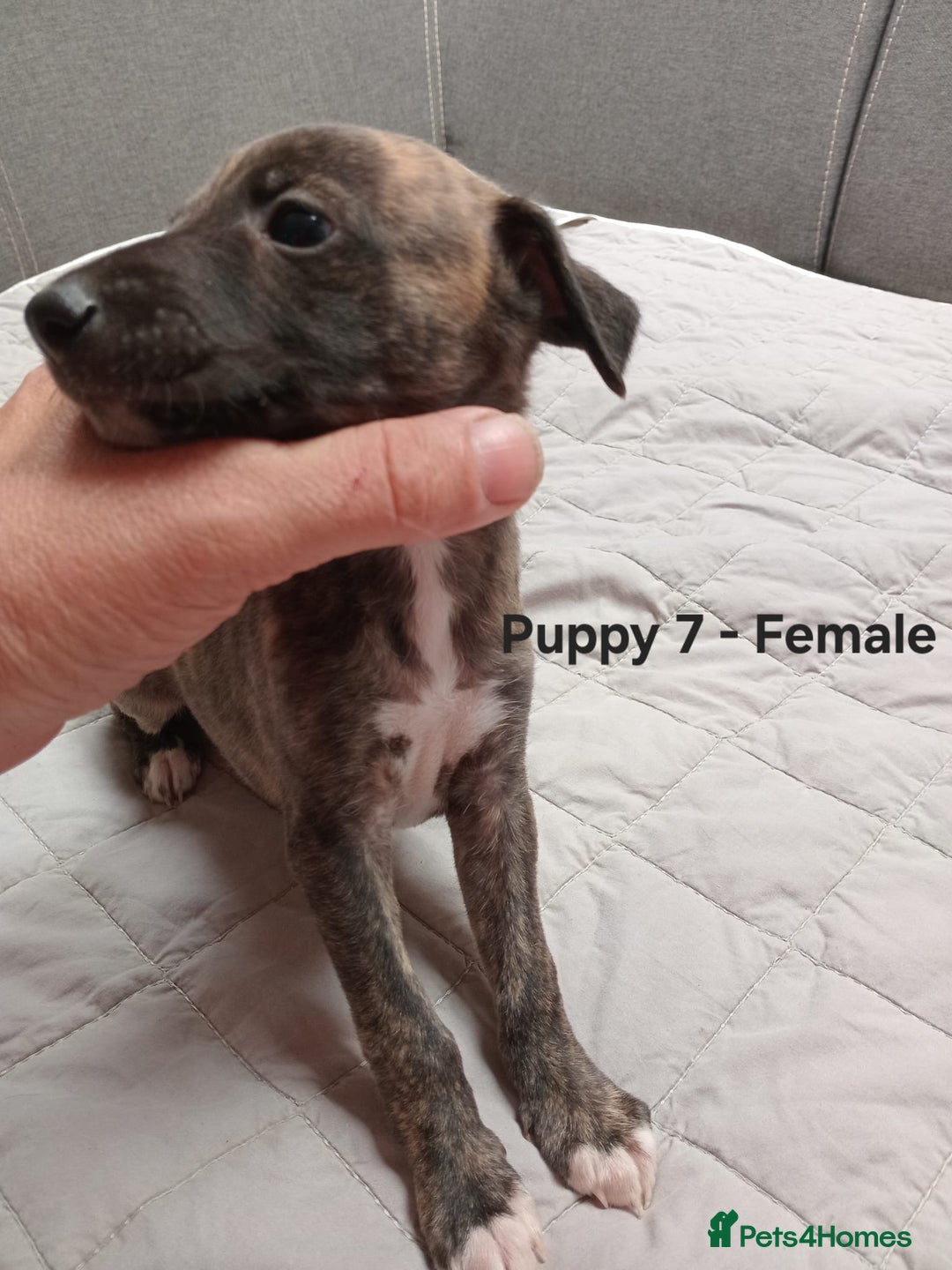 Whippet dogs for sale: *LAST MALE PUPPY* Beautiful KC Registered Puppies - Image 16