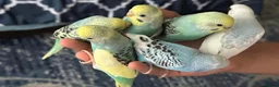 Conures birds for sale: Silly tame hand reared budgie baby  - Advert 3